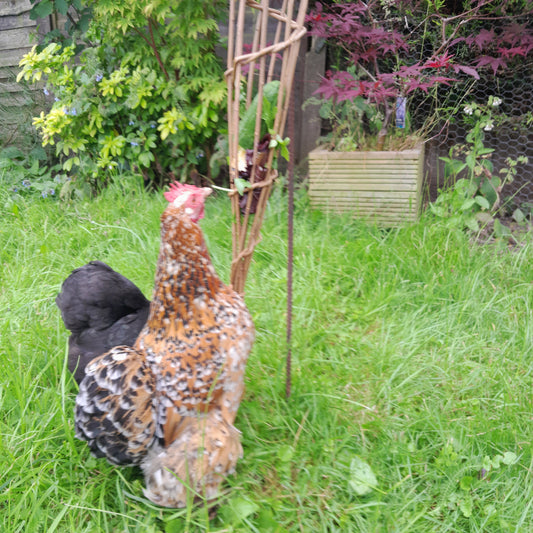 Chicken Treat Feeder, Fresh Food Container, Dispenser, Chicken Enrichment Activity for Coop or Run for Rescue Hens, Bantams, Pet Chickens