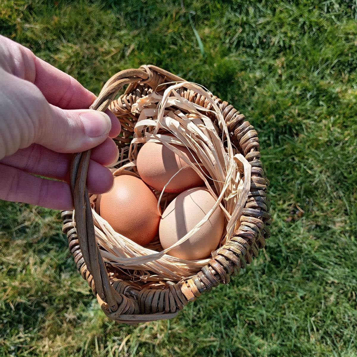 Small Decorative Brown Willow Basket. Rustic Wicker Frame Basket with Handle for Easter Egg Hunt, Storage or Display. 15cm Wicker Basket