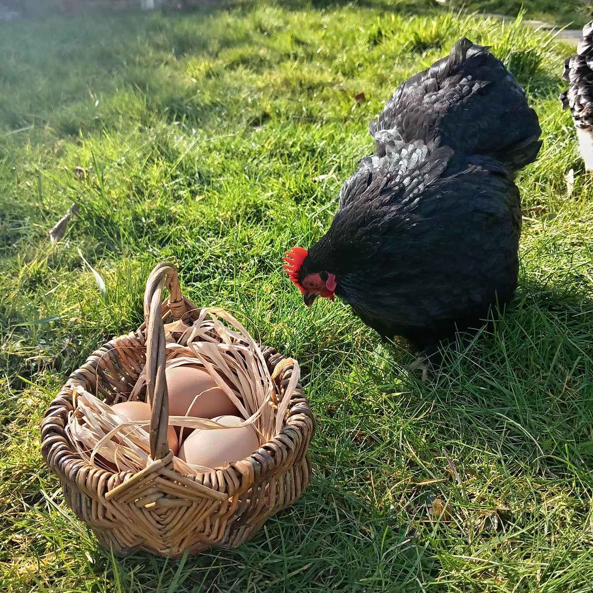 Small Decorative Brown Willow Basket. Rustic Wicker Frame Basket with Handle for Easter Egg Hunt, Storage or Display. 15cm Wicker Basket